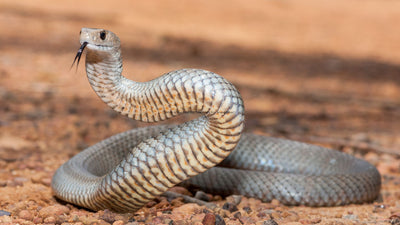What Is The First Aid Treatment For Snake Bites?